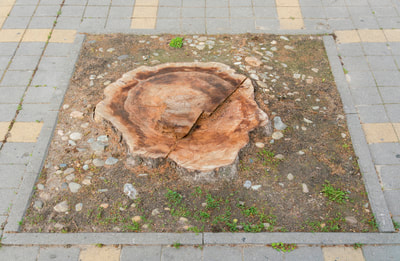 A picture of a tree stump on a city sidewalk.