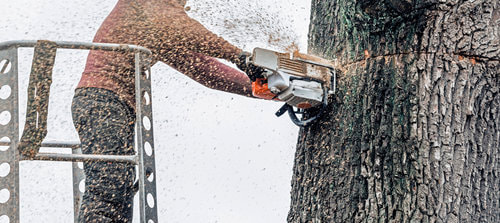 An arborist on a ladder cutting down a tree with a chainsaw.