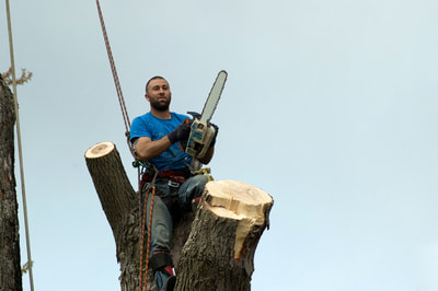 A tree worker poses with his chainsaw after chopping down portions of a tree.