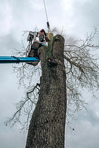 An arborist working on cutting down a tree on a cloudy day.