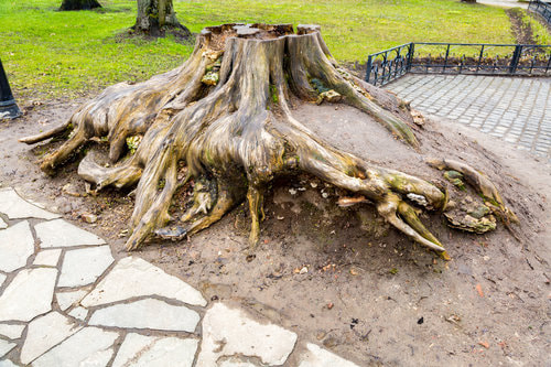 A tree stump with its roots exposed from the ground.
