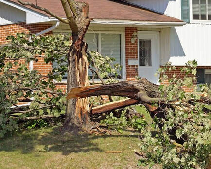 A residential tree branch has fallen in front of a house.