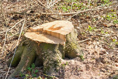 Picture of a tree stump.