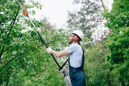 A worker trims trees using a tree trimmer.
