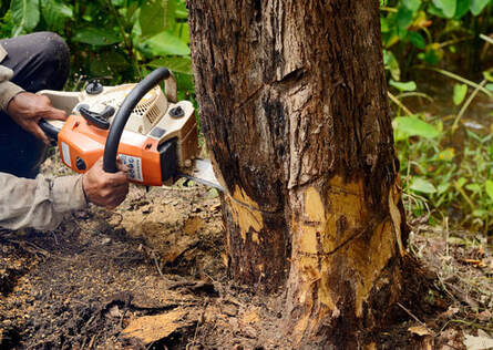 A worker using a chainsaw to cut down a tree.