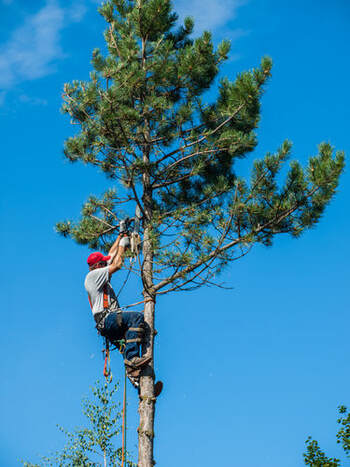 A tree trimmer working from atop a tree.