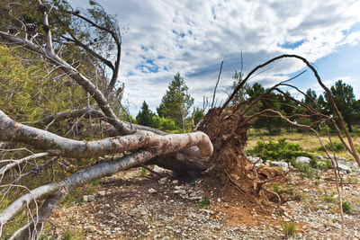Emergency Tree Removal Mesilla NM