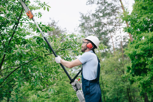 A tree worker in overalls using a tree trimmer to work.