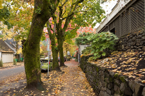 A residential sidewalk with 3 trees and fallen leaves.