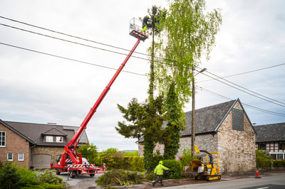 A red crane being used to elevate a tree worker for tree trimming.