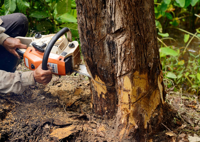 Tree Service Deming New Mexico